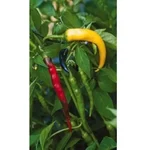 Gebdinsh Mix Long Chilli Vegetables Seeds For Gardening