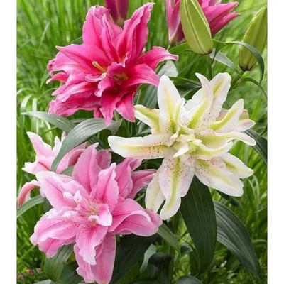 Gebdinsh Orientel Lily Double Flower Plants Bulbs For Outdoor Gardening(Pack-2 pcs)