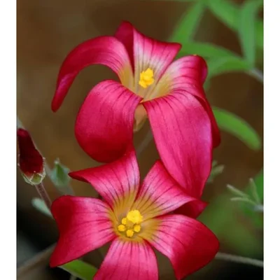 Gebdinsh Oxalis Flower Plants Bulbs For Outdoor Gardening(Pack-2 pcs)