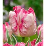 Gebdinsh Parrot Tulip Flower Plants Bulbs For Outdoor Gardening