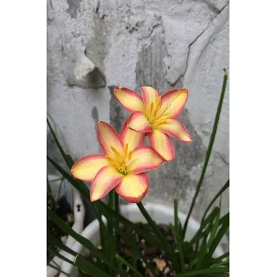 Gebdinsh Rain Lily Double Flower Bulbs For Outdoor Gardening - Pack of 2