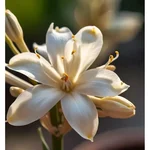 Gebdinsh Rajnigandha/Tuberose Flower Bulbs For Outdoor Gardening