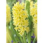 Gebdinsh Rajnigandha Yellow Flower Plant Bulbs for Outdoor Gardening