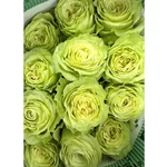 Gebdinsh Ranunculus Flower Bulbs for Home and Gardening