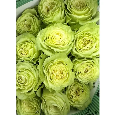 Gebdinsh Ranunculus Flower Bulbs for Home and Gardening(Pack-2 pcs)