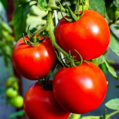 Gebdinsh Red Desi Round Tomato Vegetables Seeds For Gardening
