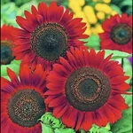 Gebdinsh Red Sunflower Flowering Seeds for Home & Gardening