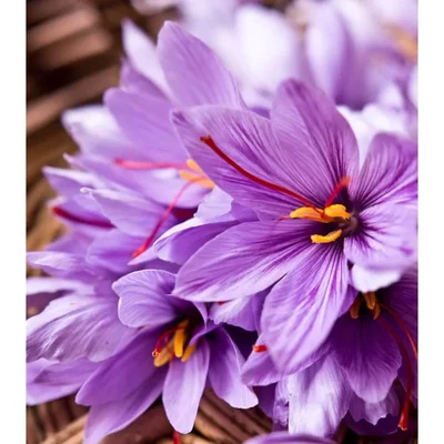 Gebdinsh Saffron Flower Plants Bulbs For Outdoor Gardening(Pack-2 pcs)