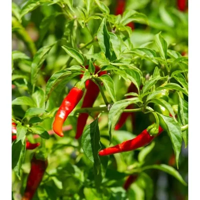 Gebdinsh Surajmukhi Chili/Chilli Vegetables Seeds For Kitchen Gardening