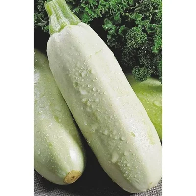 Gebdinsh White Squash/Zucchini Vegetables Seeds For Kitchen Gardening