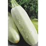 Gebdinsh White Squash/Zucchini Vegetables Seeds For Kitchen Gardening