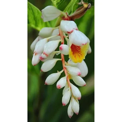 GEBDINSH Alpine Ginger Lily Outdoor Landscape & Balcony Gardening | Like Highly Fragrant Summer Blooms(Pack-2)