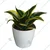 Variegated Dwarf Or Jade Lotus Snake Plant (Sansevieria Trifasciata) For Indoor & Outdoor Planting With Pot (Pack Of 2)
