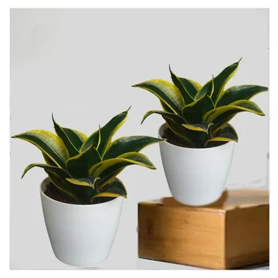 Variegated Dwarf Or Jade Lotus Snake Plant (Sansevieria Trifasciata) For Indoor & Outdoor Planting With Pot (Pack Of 2)