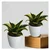 Variegated Dwarf Or Jade Lotus Snake Plant (Sansevieria Trifasciata) For Indoor & Outdoor Planting With Pot (Pack Of 2)