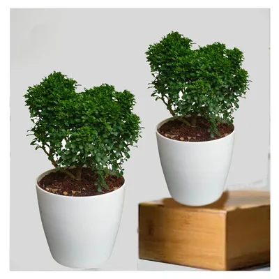 Table Kamini Plants With Pots Used For Both Indoor & Outdoor Planting (Pack Of 2)