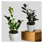 Green & Black Zamia ZZ Plants Combo Pack With Pots Used For Both Indoor & Outdoor Planting