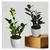 Green & Black Zamia ZZ Plants Combo Pack With Pots Used For Both Indoor & Outdoor Planting