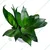 Black Snake Plant / Sansevieria ‘Black dragon’ For Indoor & Outdoor Planting With Pot (Pack Of 2)