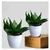Black Snake Plant / Sansevieria ‘Black dragon’ For Indoor & Outdoor Planting With Pot (Pack Of 2)