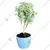 Variegated & Green Aralia Plants Combo Pack With Pots Used For Both Indoor & Outdoor Planting