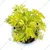 Variegated & Green Aralia Plants Combo Pack With Pots Used For Both Indoor & Outdoor Planting