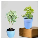 Variegated & Green Aralia Plants Combo Pack With Pots Used For Both Indoor & Outdoor Planting