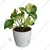 Manjula Money Plant For Indoor Planting & Decoration With Pot (Pack Of 2)