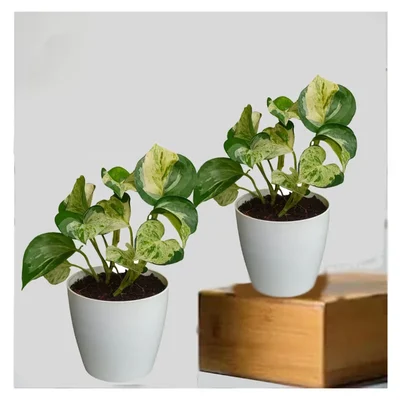 Manjula Money Plant For Indoor Planting & Decoration With Pot (Pack Of 2)