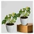 Manjula Money Plant For Indoor Planting & Decoration With Pot (Pack Of 2)