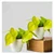 Oxicardinal Neon Money Plants For Indoor Planting & Decoration With Pot (Pack Of 2)