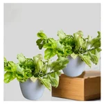 Chitra Plants With Pots Used For Both Indoor & Outdoor Planting And Decoration (Pack Of 2)