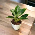 Philodendron Birkin Plants For Both Indoor & Outdoor Planting & Decoration