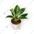 Philodendron Birkin Plants For Both Indoor & Outdoor Planting & Decoration