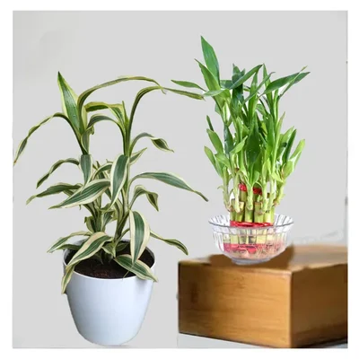 White Variegated & 2-Layer Lucky Bamboo Plants Combo Pack Used For Indoor Decoration