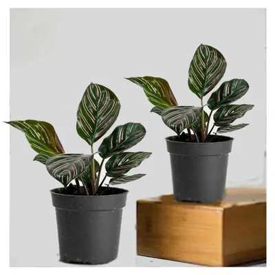 Calathea Sanderiana Plants For Indoor Planting & Decoration, With Pot (Pack Of 2)