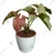 Pink Syngonium Plants With Pots Used For Both Indoor & Outdoor Planting (Pack Of 2)