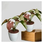 Pink Syngonium Plants With Pots Used For Both Indoor & Outdoor Planting (Pack Of 2)