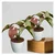 Pink Syngonium Plants With Pots Used For Both Indoor & Outdoor Planting (Pack Of 2)