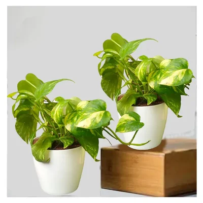 Green Money Plant For Indoor Planting & Decoration With Pot (Pack Of 2)