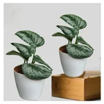 Silver Satin Pothos Money Plant For Indoor Planting & Decoration With Pot (Pack Of 2)