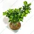 Chinese Bot / Chinese Bonsai Plants With Pot Used For Both Indoor & Outdoor Planting (Pack Of 2)