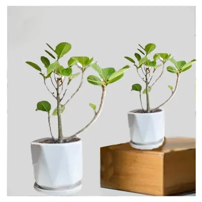 Chinese Bot / Chinese Bonsai Plants With Pot Used For Both Indoor & Outdoor Planting (Pack Of 2)