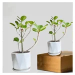 Chinese Bot / Chinese Bonsai Plants With Pot Used For Both Indoor & Outdoor Planting (Pack Of 2)