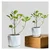 Chinese Bot / Chinese Bonsai Plants With Pot Used For Both Indoor & Outdoor Planting (Pack Of 2)