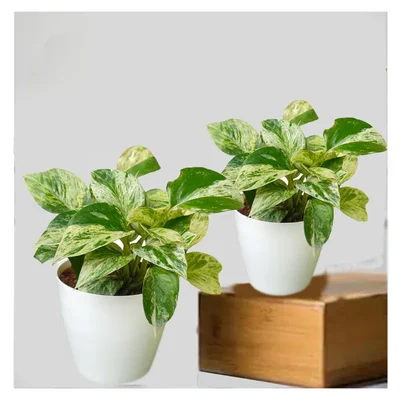 Marbel Queen Money Plants For Indoor Planting & Decoration With Pot (Pack Of 2)