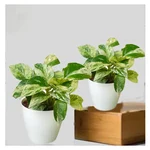 Marbel Queen Money Plants For Indoor Planting & Decoration With Pot (Pack Of 2)
