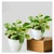 Marbel Queen Money Plants For Indoor Planting & Decoration With Pot (Pack Of 2)