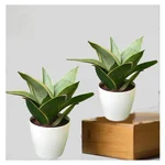 Silver Drop Snake Plant For Indoor & Outdoor Planting With Pot (Pack Of 2)