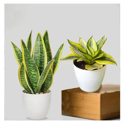 Sansevieria Trifasciata Laurenti & Golden Hahnii Snake Plant Combo Pack With Pot Used For Both Indoor & Outdoor Planting